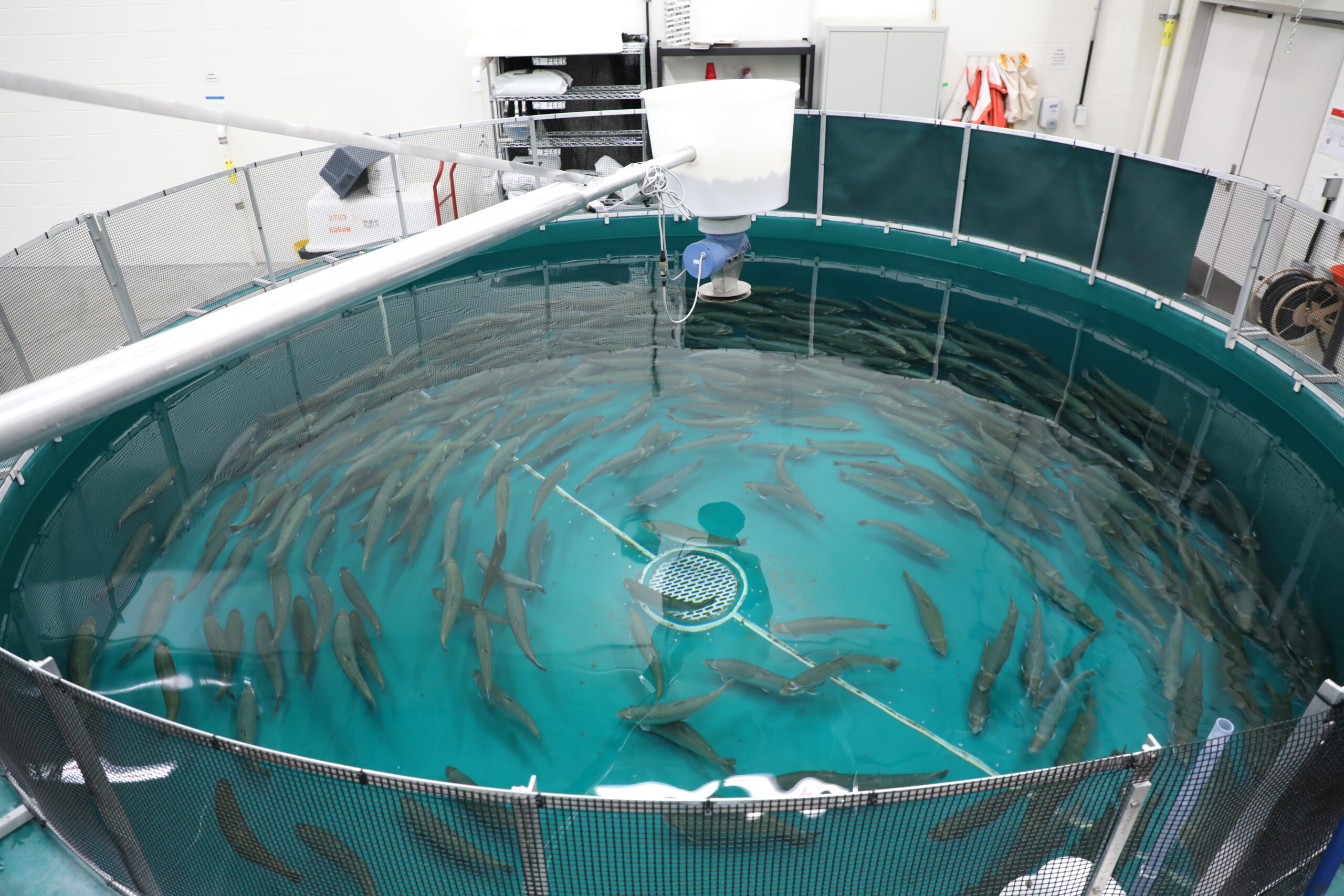 605A8337 Arctic char hatchery fish tank filled with fish