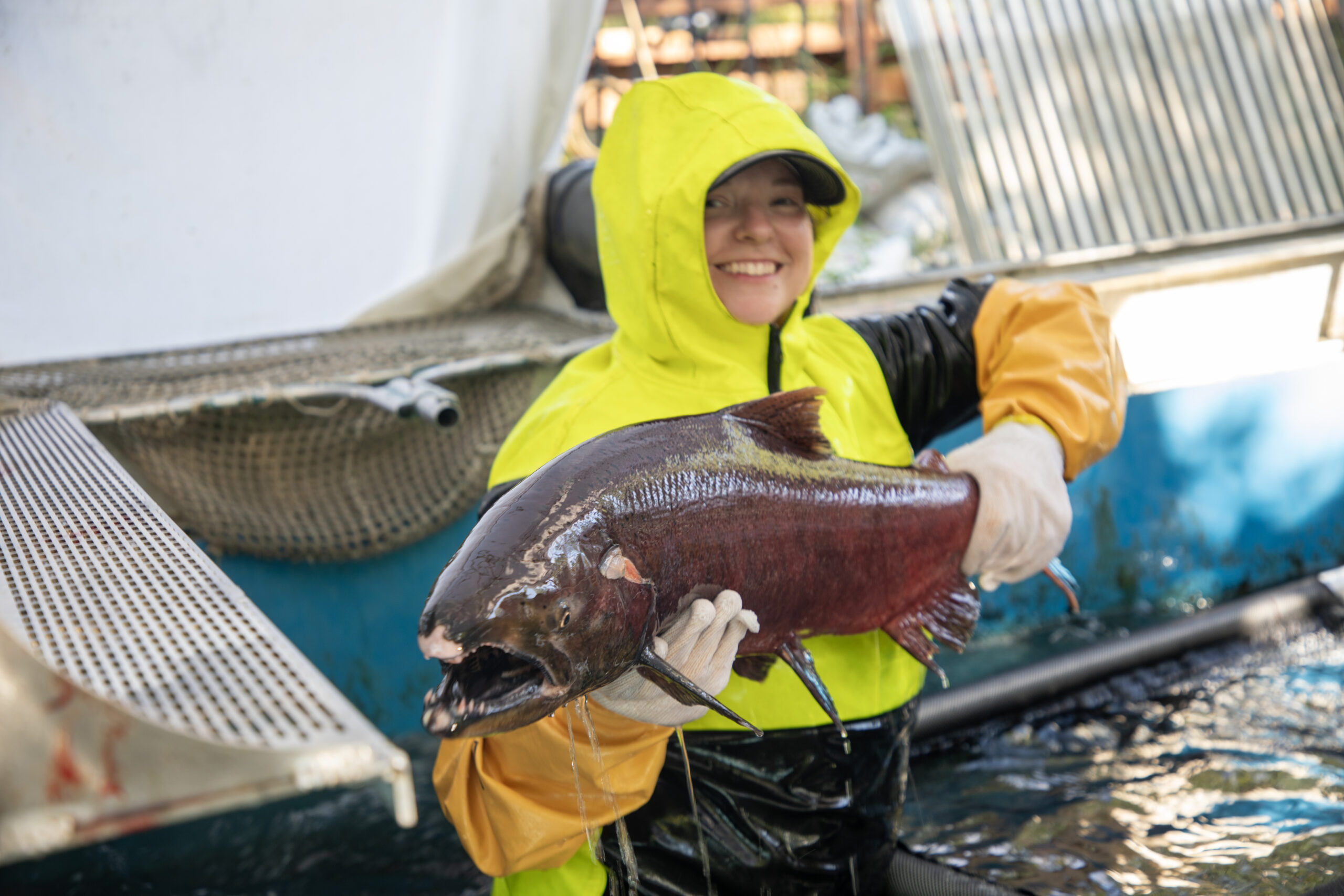 KZ1_4405 copy Hatchery staff member holding a king salmon in the hatchery raceway